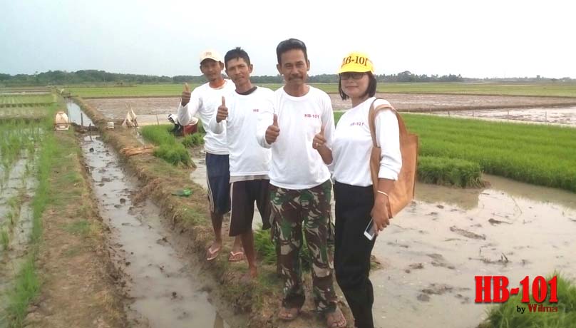Bersama Petani pengguna HB-101 Desa Talun Jaya Kecamatan Banyusari