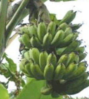 hb101 pada pisang medan